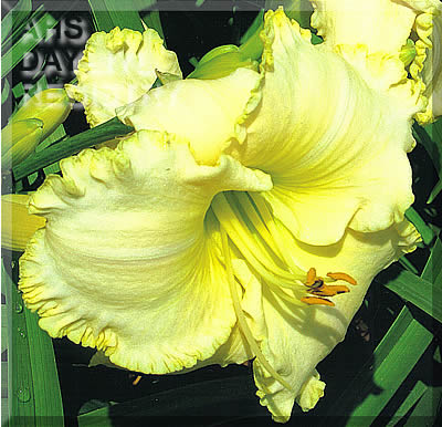 Simply Scrumptious AHS image