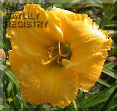 My Darling Sybil AHS image