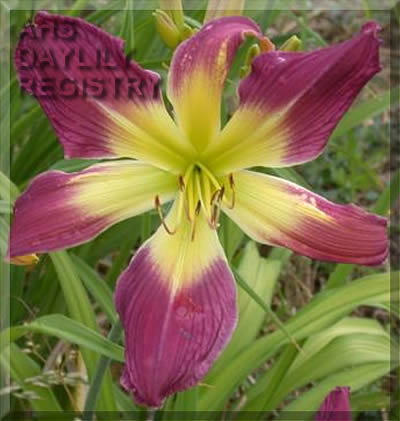 Wolfgang Giessler AHS image