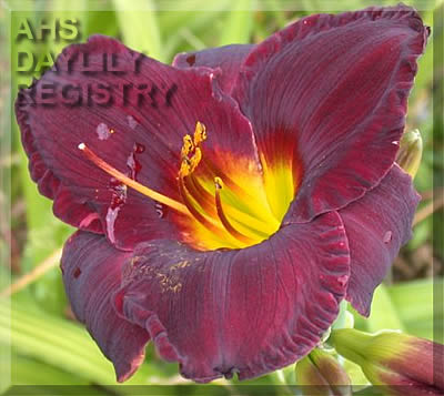 Karl Floegel AHS image