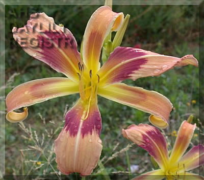 Juris Lady Nova AHS image