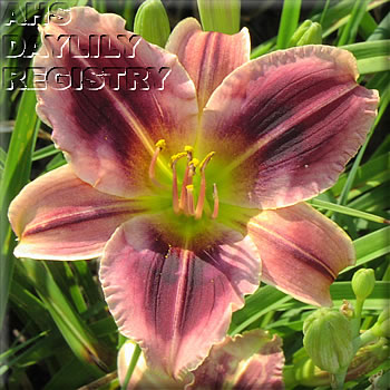 Lavender Kaleidoscope AHS image