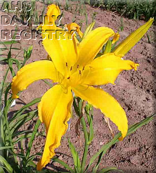 Hale Bremer AHS image