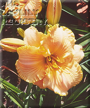 Frills and Furbelows AHS image
