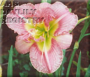 Shirley's Gift AHS image