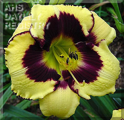 Hedwig's Eyes AHS image