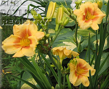 Spring Flair AHS image