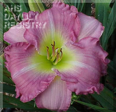 Gracious Sally Way AHS image