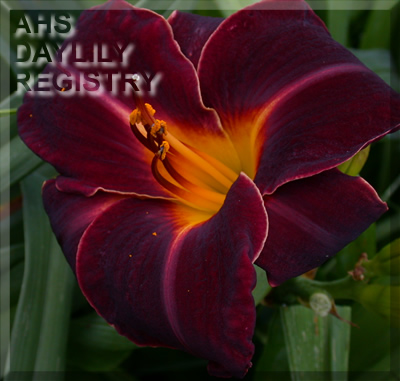 Angus Pride AHS image