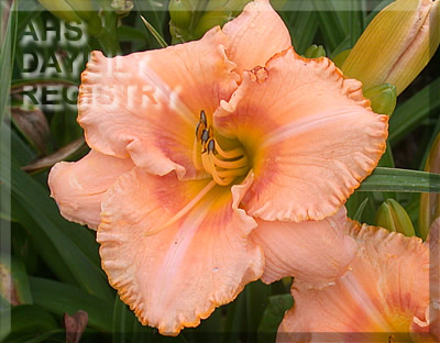 Mango Chutney AHS image