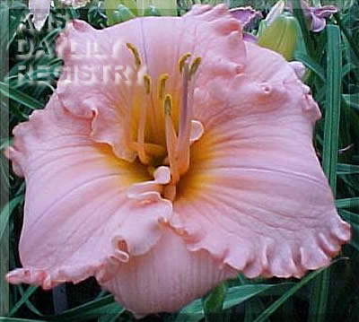 Pink Sorbet AHS image