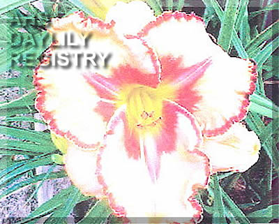 Carolina Angel Wings AHS image