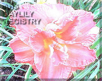 Peggy Jean Harris AHS image