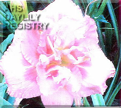 Patsy Ann Riddle AHS image