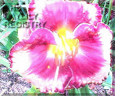 Carolina Cutie Pie AHS image