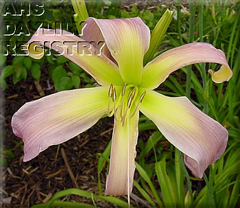 Lilac Parachute AHS image