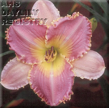 Lavender Wonder AHS image