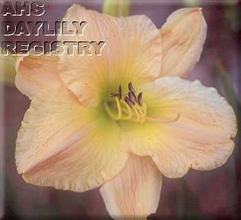 Sagamore Genevieve AHS image