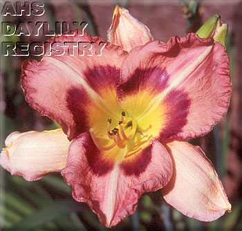 Sagamore Tricia's Passion AHS image