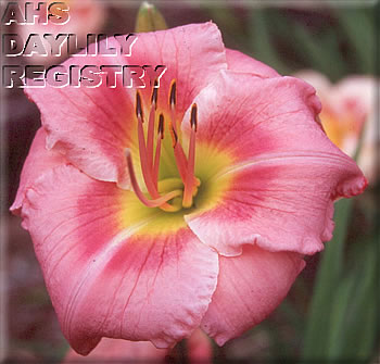Sagamore Henryka AHS image