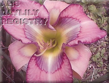 Sweet Amy Lynn AHS image
