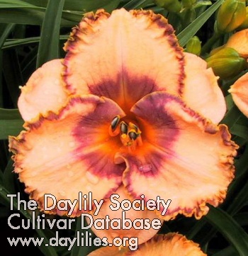 Peach Pizazz AHS image