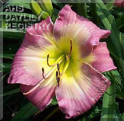 Blue Ridge Butterfly AHS image