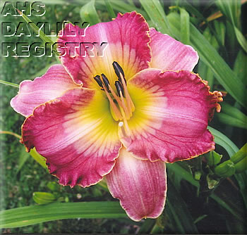 C.S.I. Cayuga AHS image