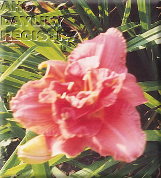 Avilla Double Delight