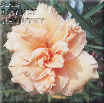 Father Jim's Homily AHS image