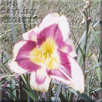 Triangle Park AHS image