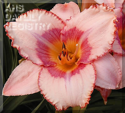 Chautauqua Strawberry Parfait AHS image