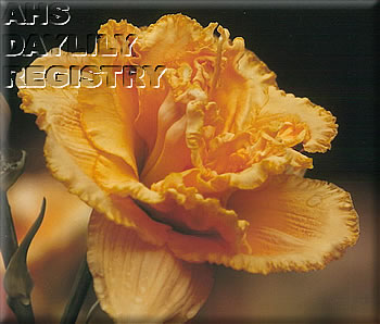 Spring Bling AHS image