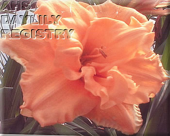 Sandy's Gift AHS image