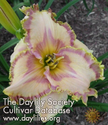 Soft Hearted Mother AHS image