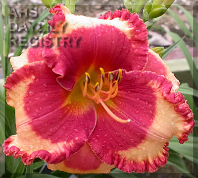 Coach's Hot Lips AHS image