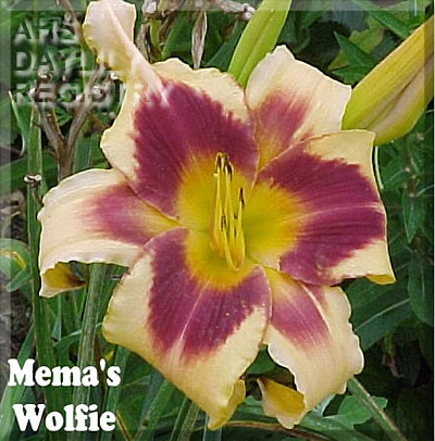Mema's Wolfie AHS image