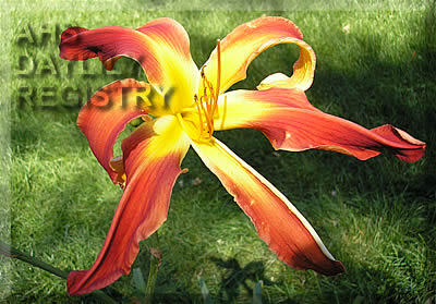 Cossacheck AHS image