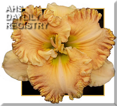 Golden Honey AHS image