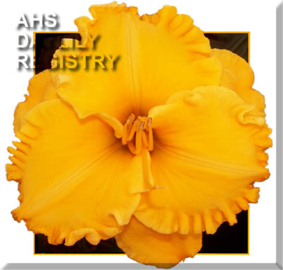 Gold Kissed AHS image