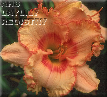 Tiger Sorbet AHS image