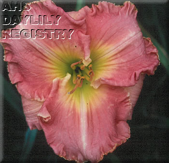 Pellucid Pink