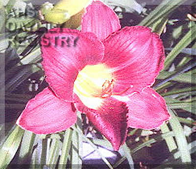 Brother Kevin AHS image