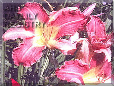 Countessa Cecile AHS image