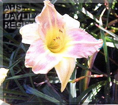 Daniel's Delight AHS image
