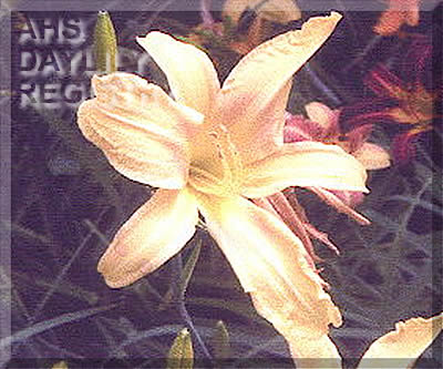 Florham Lemon Zest AHS image