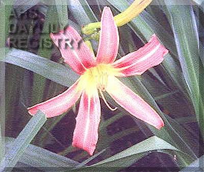 Florham Long Legs AHS image