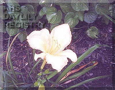 Florham Peach AHS image