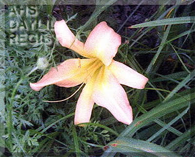 Florham Whisper AHS image