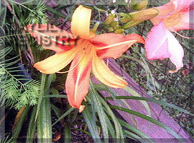 Happy Hilda AHS image